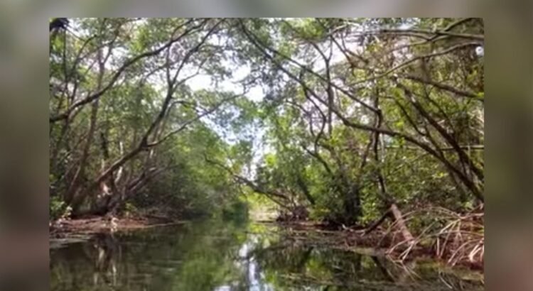 Yucatán destina 22 mdp a restaurar manglares con participación comunitaria