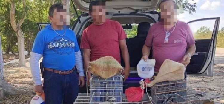 Caen en Yucatán por traslado ilegal de aves: Semarnat asegura ejemplares y vehículo Caen en Yucatán por traslado ilegal de aves: Semarnat asegura ejemplares y vehículo