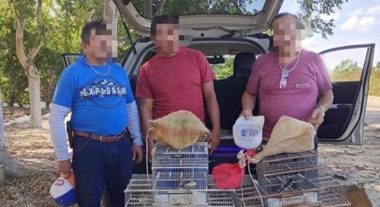 Caen en Yucatán por traslado ilegal de aves: Semarnat asegura ejemplares y vehículo Caen en Yucatán por traslado ilegal de aves: Semarnat asegura ejemplares y vehículo