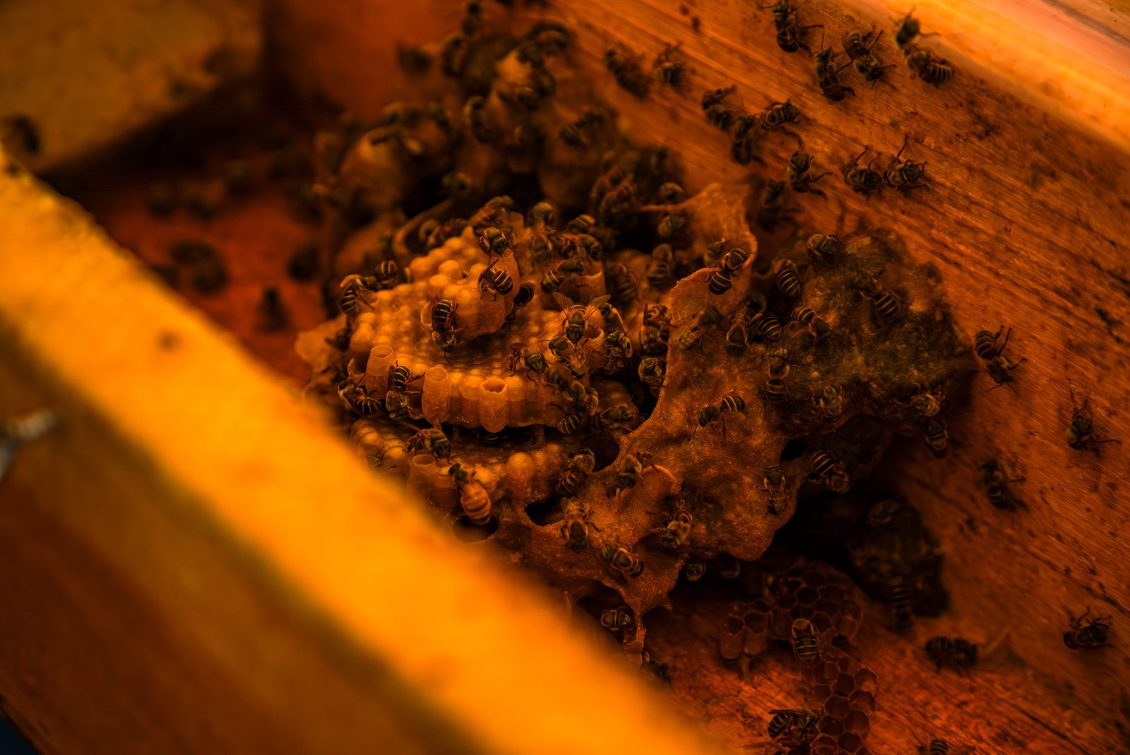 Festival de la Miel en Mérida reunirá a productores y visibilizará el trabajo de mujeres apicultoras