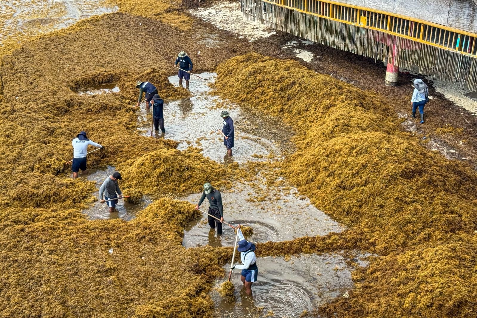 De problema ambiental a insumo productivo: sargazo se aprovecha en nueva planta en Yucatán