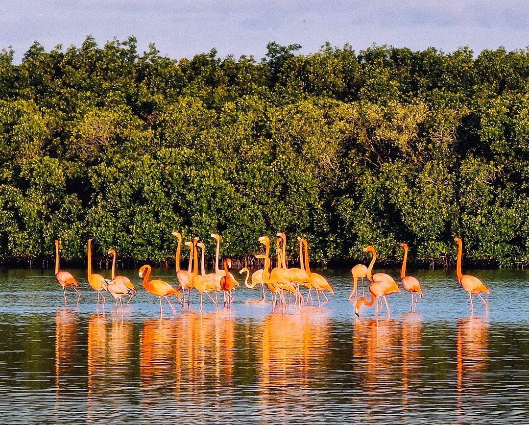Confirman que PROFEPA puede sancionar a influencer por caso de flamencos en Sisal