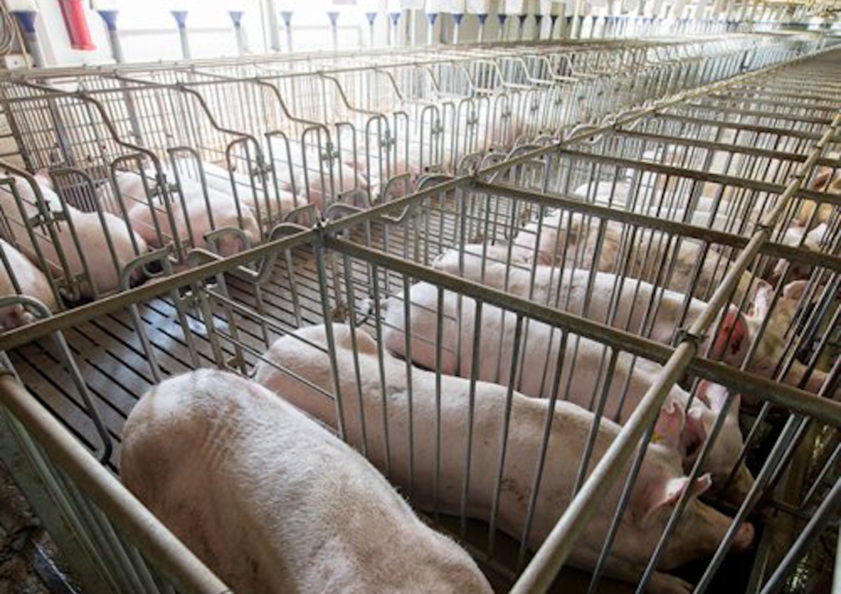 Buscan frenar impactos de granjas porcícolas en Yucatán con nueva coordinación ambiental