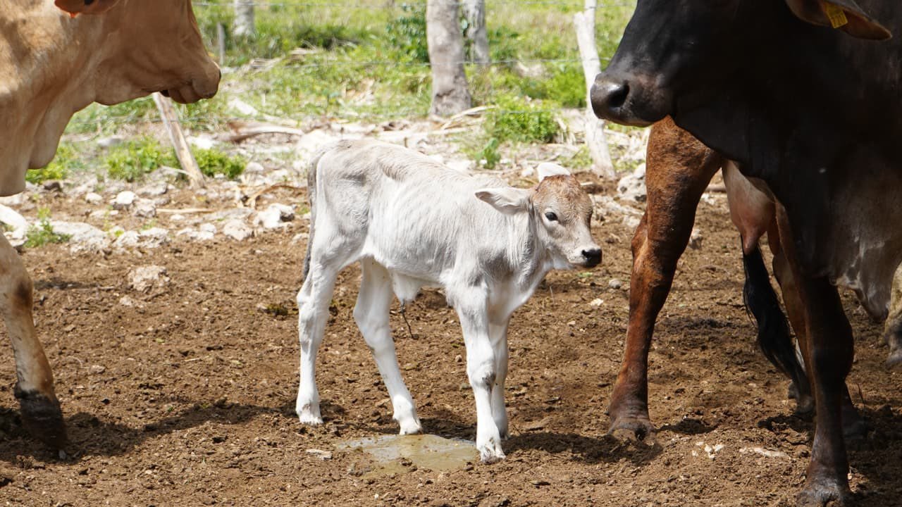 Nacen siete becerros con inseminación artificial en Yucatán