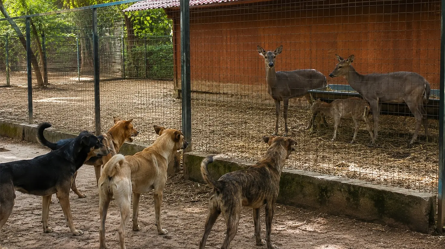 Mérida: se analiza el destino de 4 perros ferales de la jauría que atacó el Zoológico del Centenario