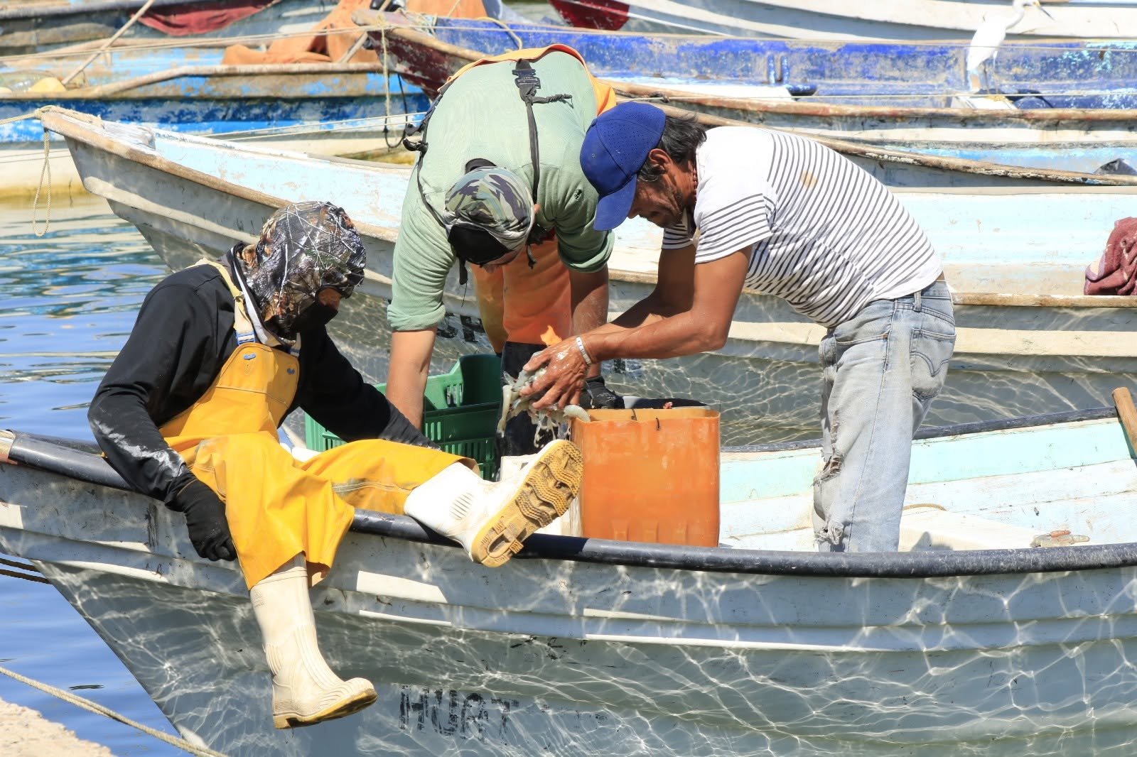 Más de 3 mil pescadores participan en el arranque de temporada de pulpo en Progreso