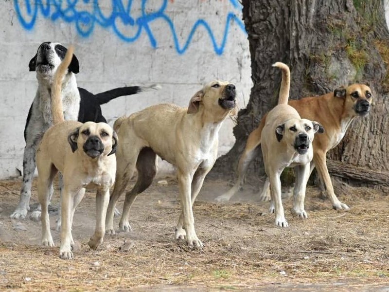 Comites vecinales de Mérida se coordinan con las autoridades para capturar y atender las jaurías de perros