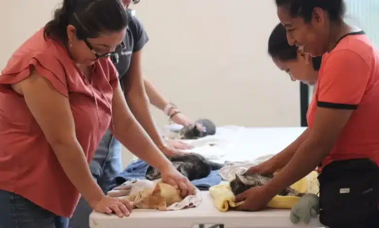 Mérida ofrecerá 2 mil 500 esterilizaciones gratuitas para mascotas